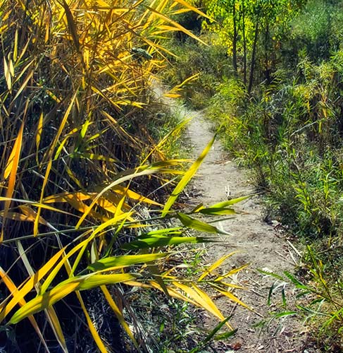 river-trail